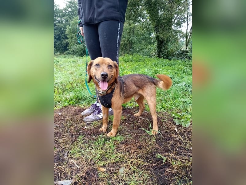 BAILEY - wer zeigt dem fröhlichen, dankbaren Rüden, wie schön ein Hundeleben sein kann?