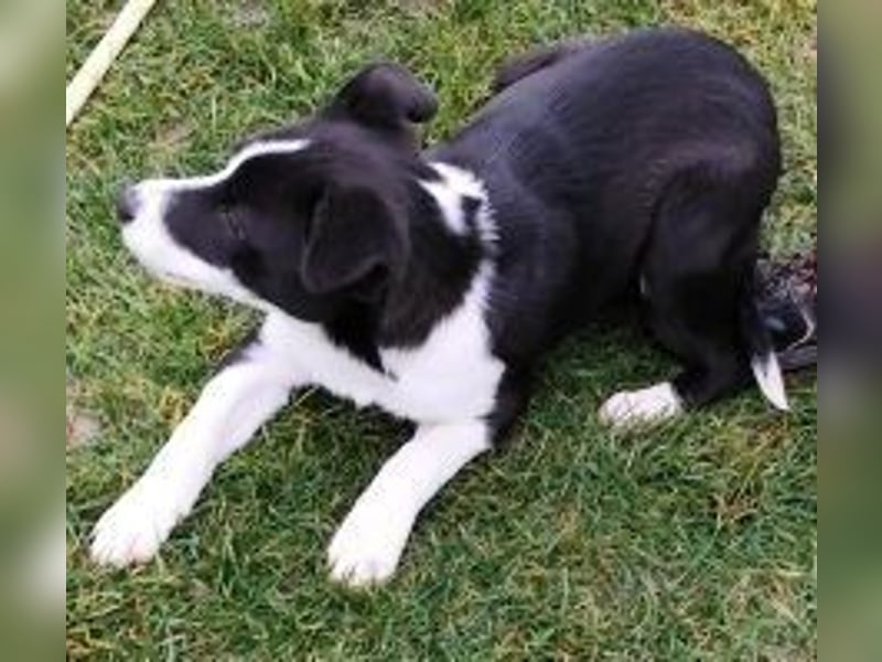 Welpe DITTA - ich mag andere Hunde und Menschen und suche ein liebevolles Zuhause
