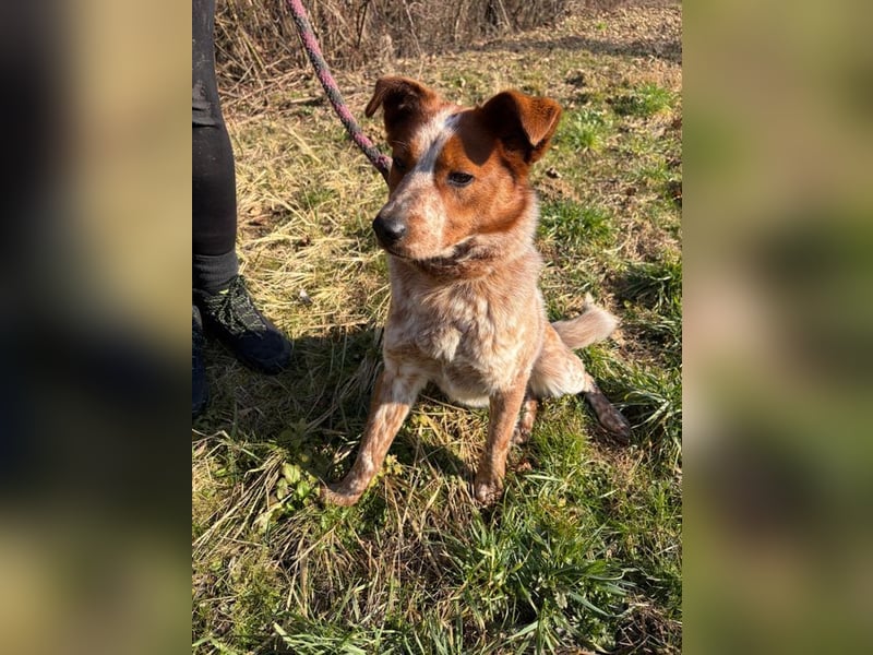 ÄNNE - schenkst du mir dein Herz und ein Zuhause - ich wäre gerne Zweithund...