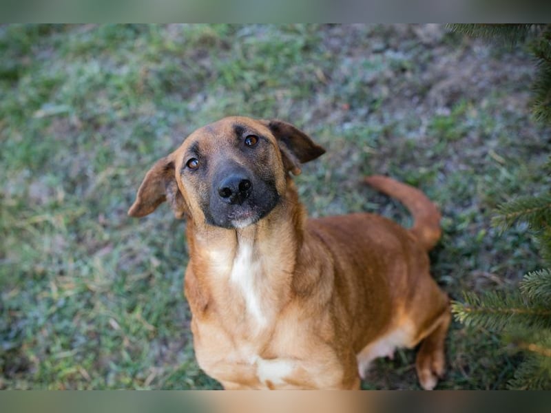 HAZEL - ich freue mich auf ein tolles Leben mit meinen Menschen!