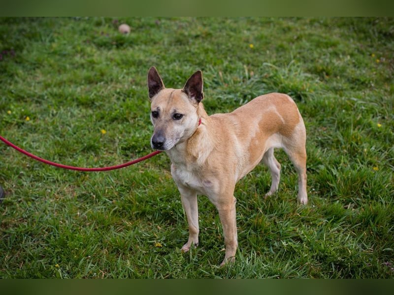 Chip-Nr. 255040 - ich freue mich auf tolle Abenteuer mit meinen Menschen!