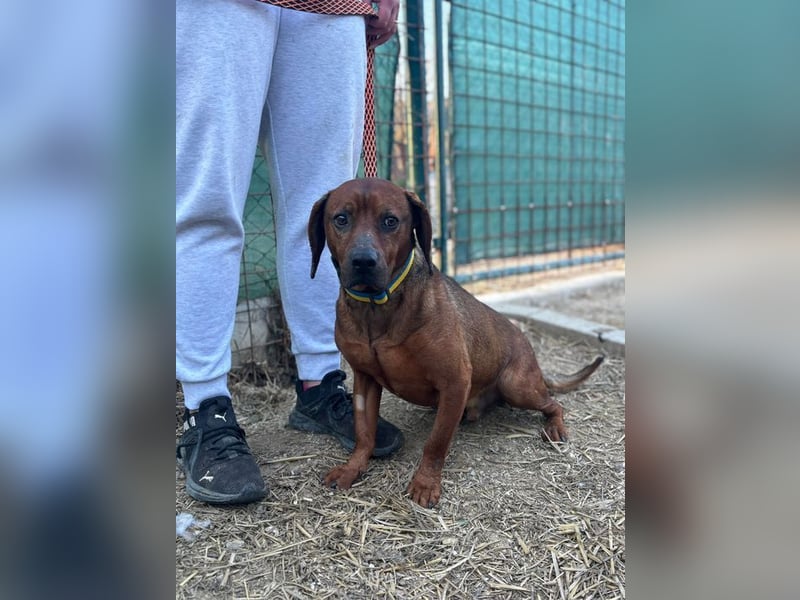 KARLCHEN - der freundliche und anhängliche Rüde ist auf der Suche nach einer eigenen Familie