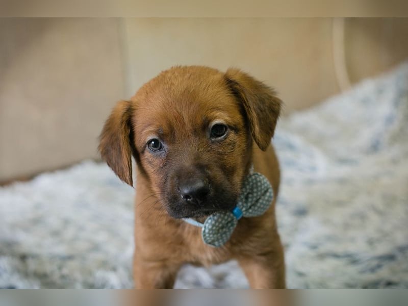 Welpe DINERO - der kleine Racker freut sich auf ein tolles Leben mit seinen Menschen!