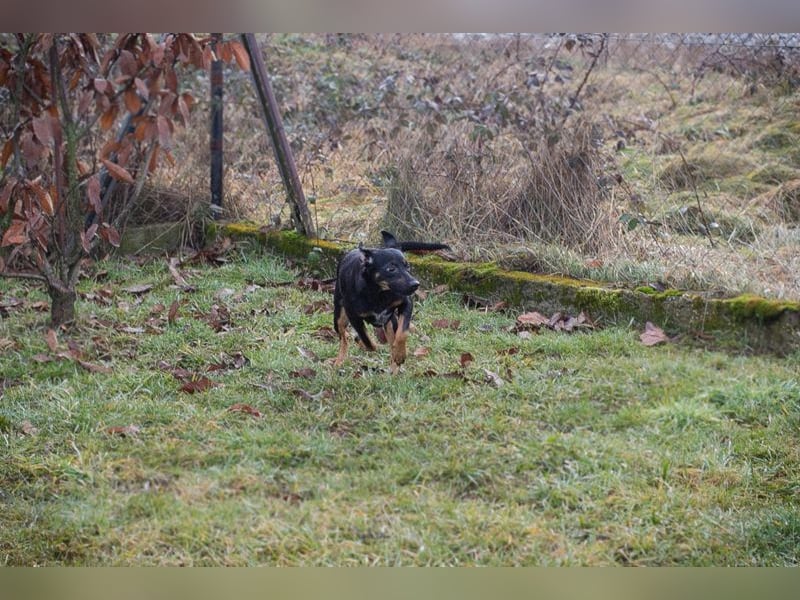 MELIKE - die liebebedürftige, brave Maus sucht ein liebevolles Für-Immer Zuhause!