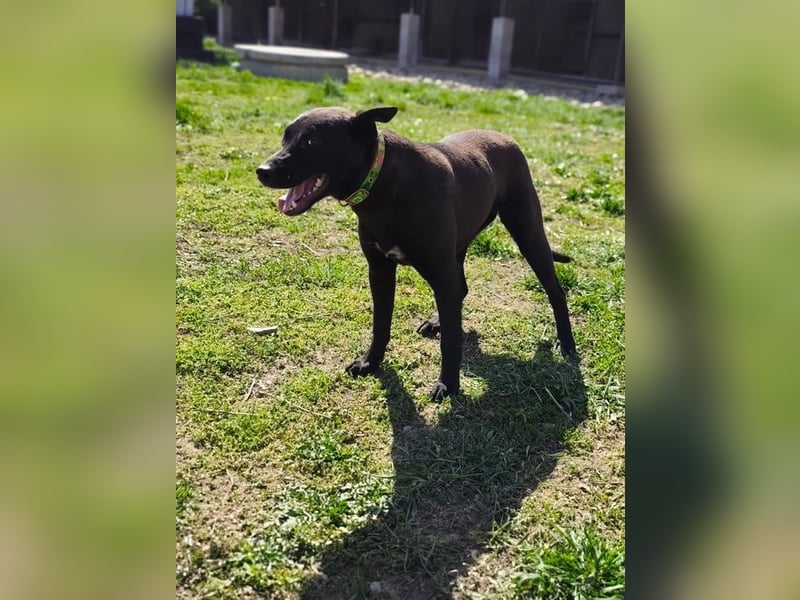 Internes Kennzeichen 25L - für diese aktive Junghündin suchen wir eine unternehmungslustige Familie!