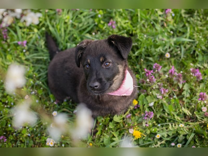 Welpe SOPHIA - das fröhliche Mädchen möchte so gern eine richtige Familienhündin sein!