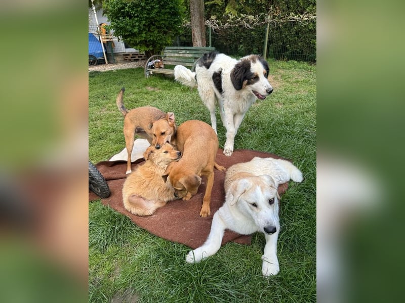 HEIDI - wer schenkt der lieben Maus sein Herz und ein tolles Zuhause?