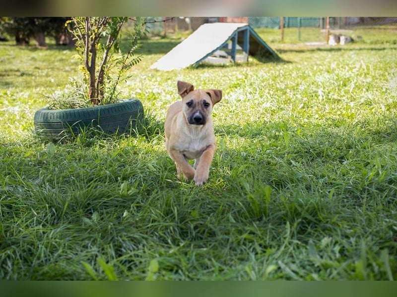 Welpe Chip Nr. 275173 - wenn ich groß bin möchte ich eine richtige Familienhündin sein1