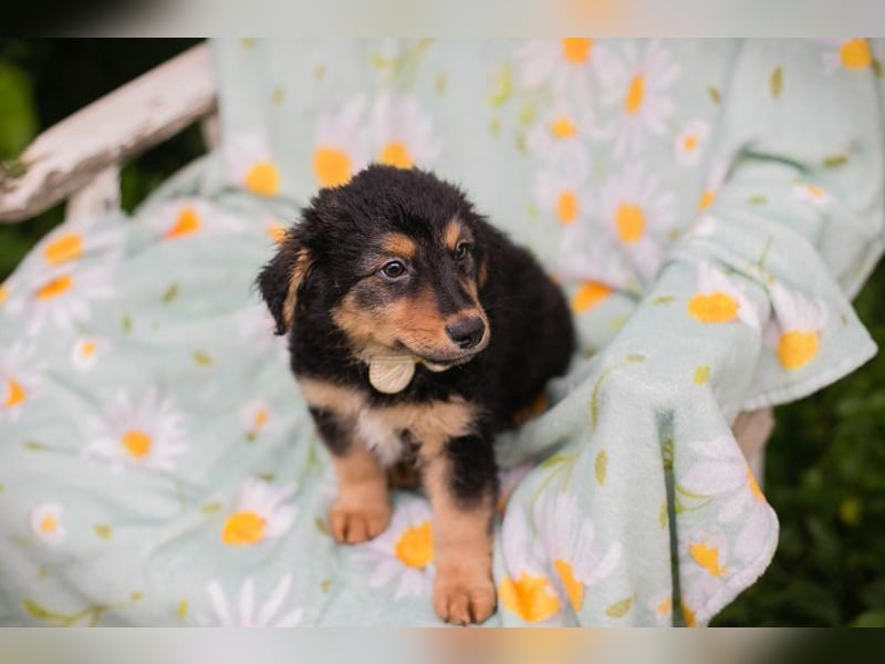 Welpe TIMO -wenn ich groß bin möchte ich ein richtiger Familienhund sein!