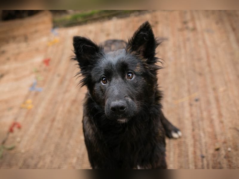 ONYX - ich suche eine Familie die mich liebt, mit mir lernt + mich nie mehr alleine lässt