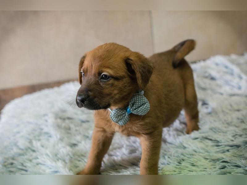 Welpe DINERO - der kleine Racker freut sich auf ein tolles Leben mit seinen Menschen!