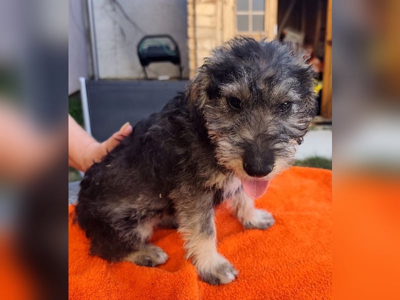 Chip-Nr. 2366551 - das kleine Welpenmädchen hätte so gerne einen tollen Namen und ein Zuhause