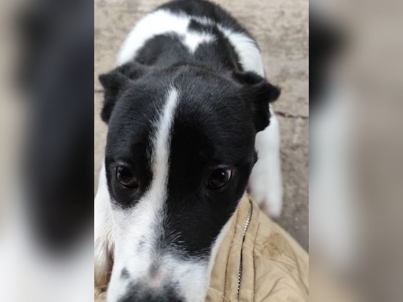Welpe DITTA - ich mag andere Hunde und Menschen und suche ein liebevolles Zuhause