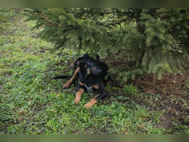 MELIKE - die liebebedürftige, brave Maus sucht ein liebevolles Für-Immer Zuhause!