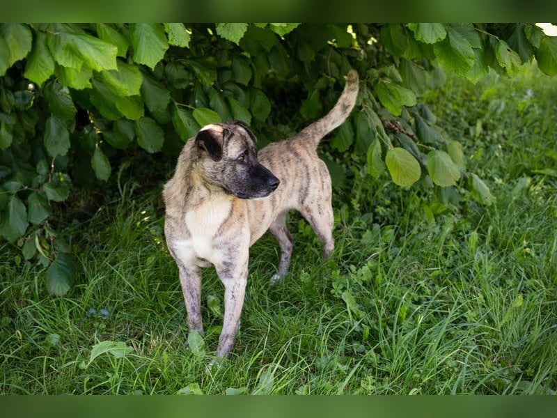 WILSON - der ruhige und bedächtige Senior mit der zarten Seele sucht ein liebevolles Zuhause