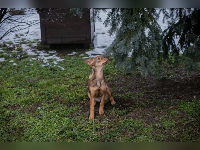 Welpe MERLE - wer verliebt sich in mich und schenkt mir ein tolles Zuhause?