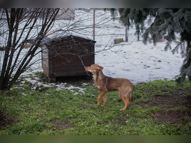 MERLE - wer verliebt sich in mich und schenkt mir ein tolles Zuhause?