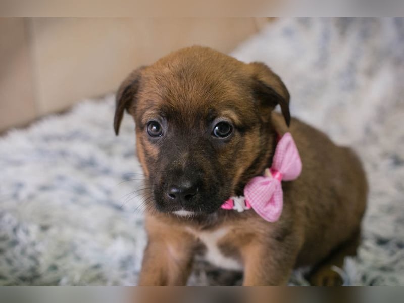 Welpe AMBER - knuddeln, lernen, spielen - schenkst du mir dein Herz und ein Zuhause?