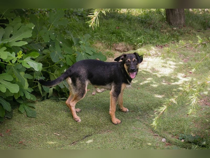THILA - die fröhliche und freundliche Maus träumt von einem liebevollen Für-Immer Zuhause