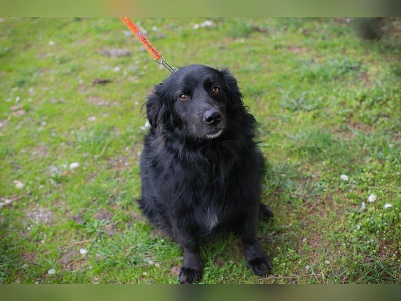 BELLA - ich möchte so gerne eine richtige Familienhündin sein...