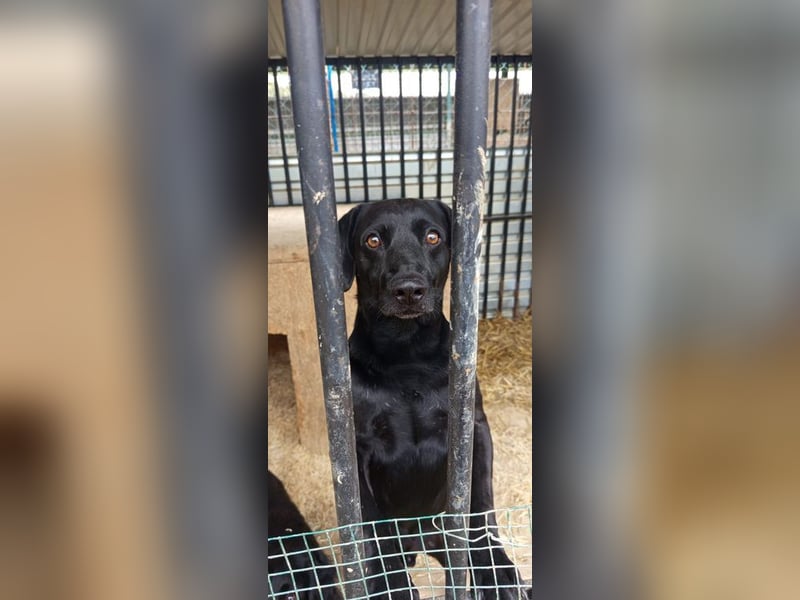 BRUNO - wer zeigt dem süßen Rüden, was Liebe, Vertrauen und ein Zuhause bedeuten?