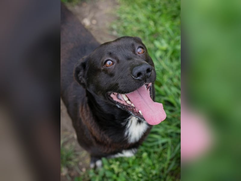 WILLY - der freundliche, soziale und sanfte Rüde träumt von einem liebevollen Zuhause