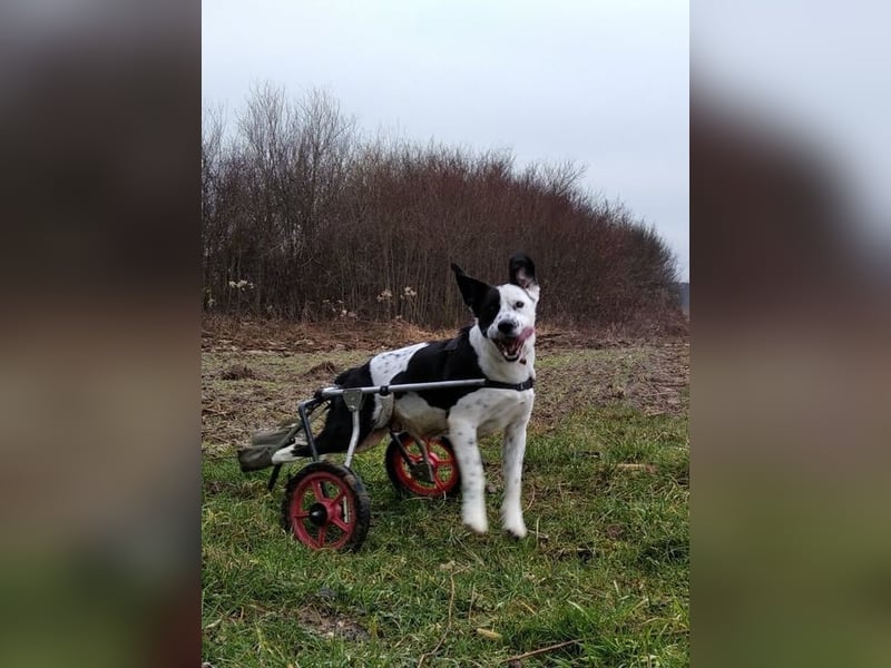 Rollihund FELIX - der hübsche, lebensfrohe Rüde sucht ein liebevolles Für-Immer Zuhause