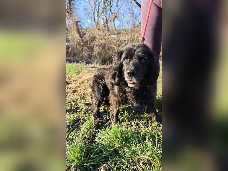 BENNY - der liebe Senior wünscht sich ein liebevolles, ruhiges Zuhause!