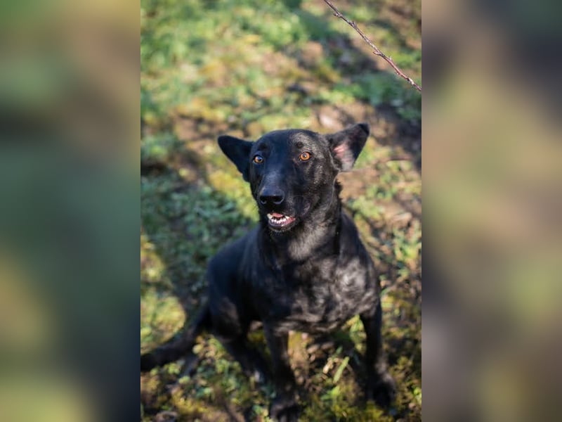 ANOUSH - das liebe Mädchen träumt davon, eine richtige Familienhündin zu sein!