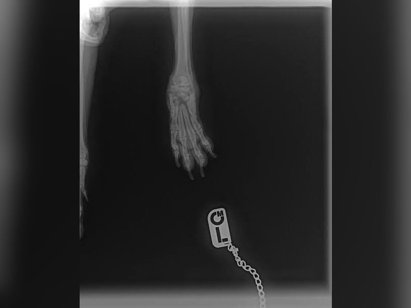 SCOTTI - ich mag Menschen und Hunde und bin fröhlich und gut gelaunt!