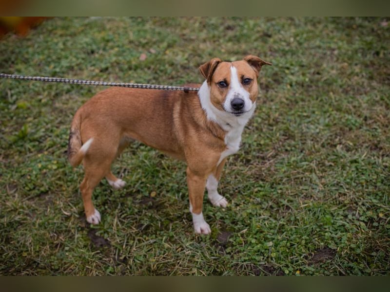 ANITA -  die hübsche Maus träumt von einem tollen Für-Immer Zuhause