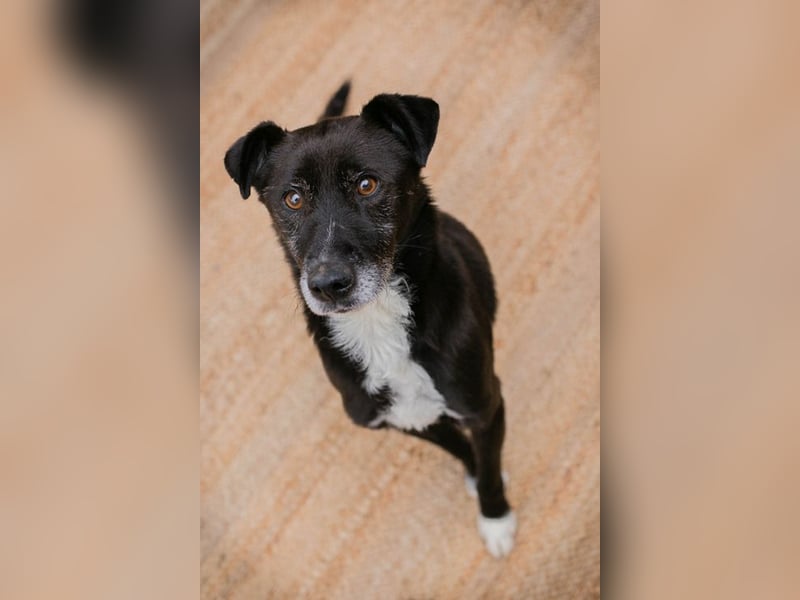 FIDO - der aufgeschlossene Rüde freut sich auf tolle Abenteuer mit seinen Menschen