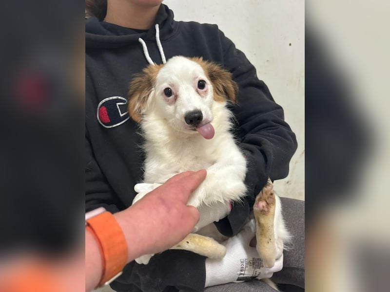 Welpe JULIETTE - die ängstliche Maus sucht ein liebevolles, geduldiges, hundeerfahrenes Zuhause