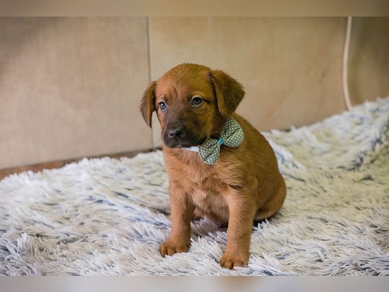 Welpe DINERO - der kleine Racker freut sich auf ein tolles Leben mit seinen Menschen!