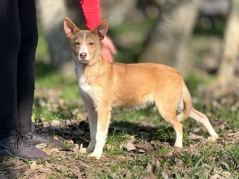 RAMONA - die gesellige und anhängliche Hündin sucht eine unternehmungslustige Familie