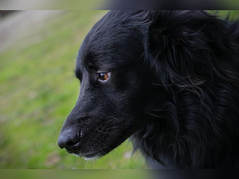 BELLA - ich möchte so gerne eine richtige Familienhündin sein...