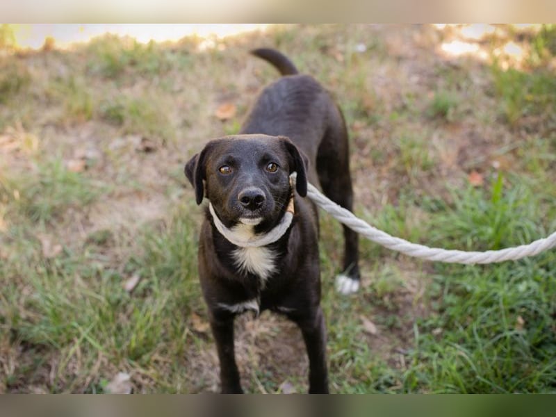 Chip 264832 - Junghund auf der Suche nach seiner Familie
