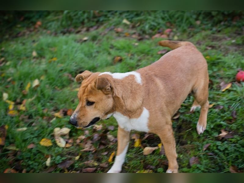 FIDUZ - der neugierige, fröhliche Rüde freut sich auf eine unternehmungslustige Familie