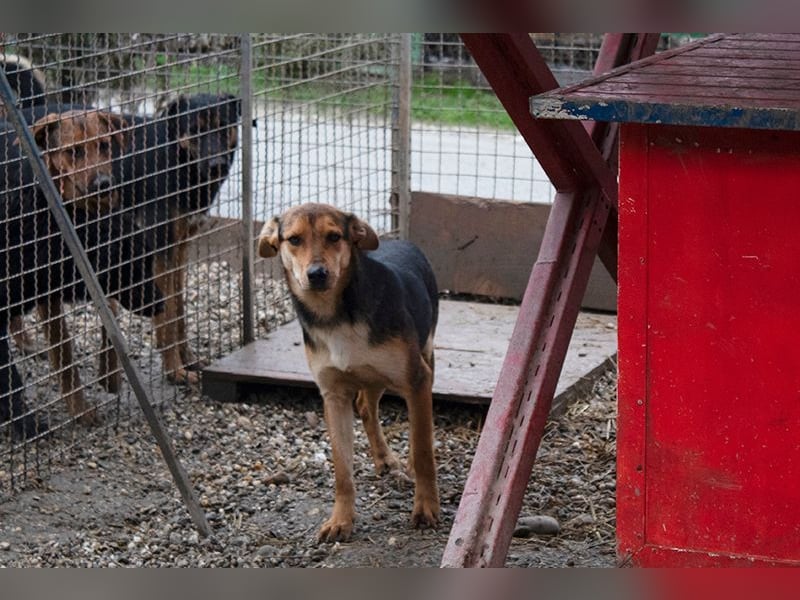 LARA - die soziale Hündin ist noch zurückhaltend und sucht hundeerfahrene Menschen