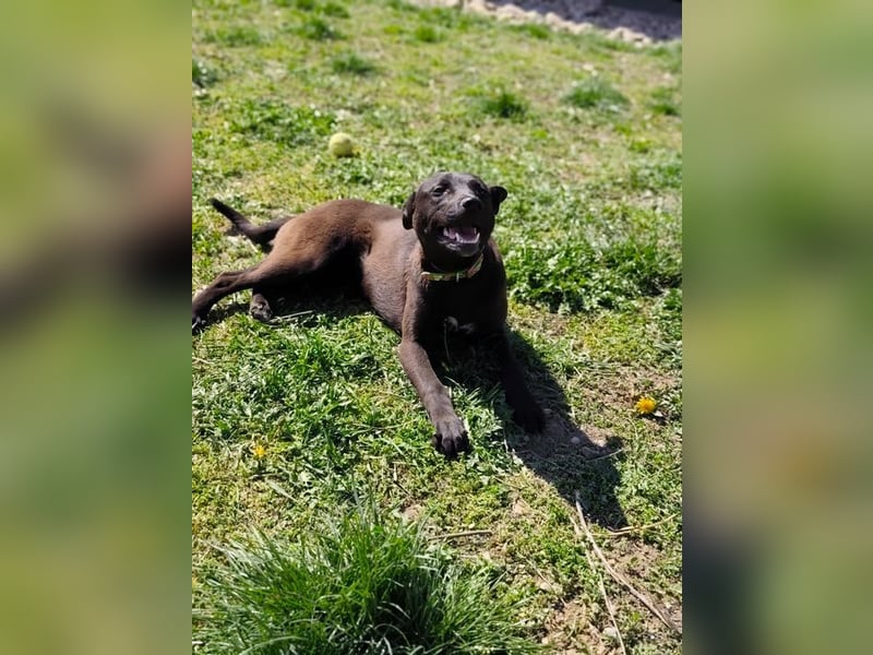 Internes Kennzeichen 25L - für diese aktive Junghündin suchen wir eine unternehmungslustige Familie!