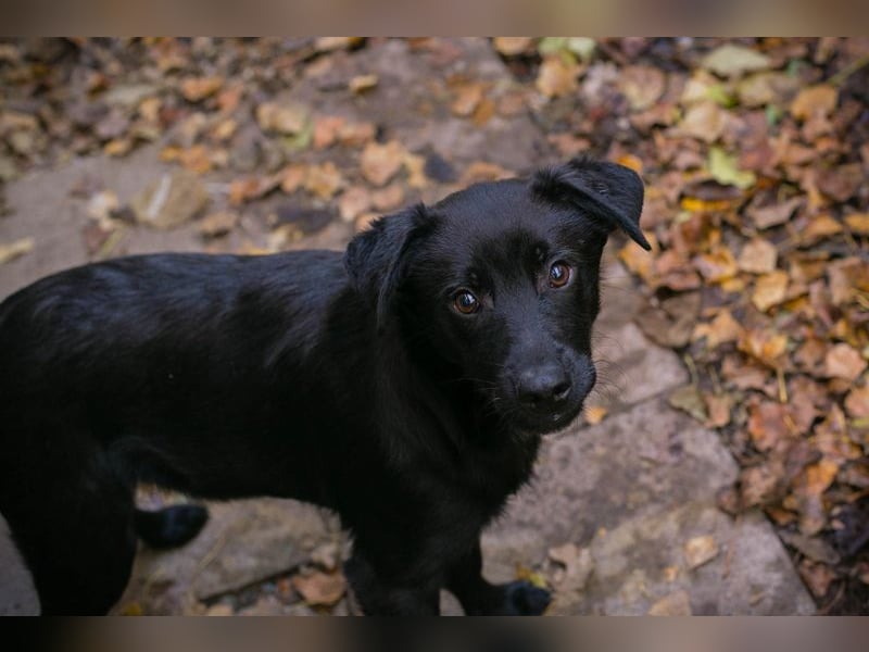 BARNEY - black is beautiful - ich träume von tollen Abenteuern mit meinen Menschen