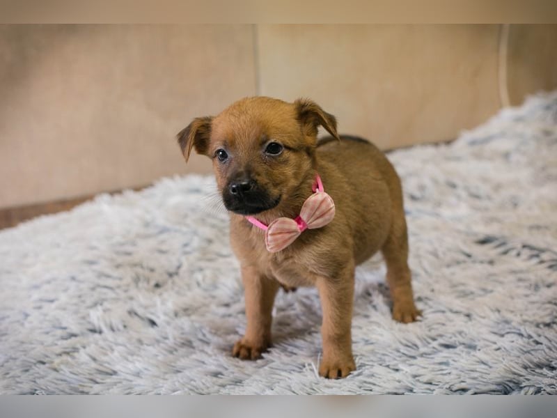 Welpe AIKA - die aufgeweckte kleine Maus freut sich auf ihre eigene Familie!