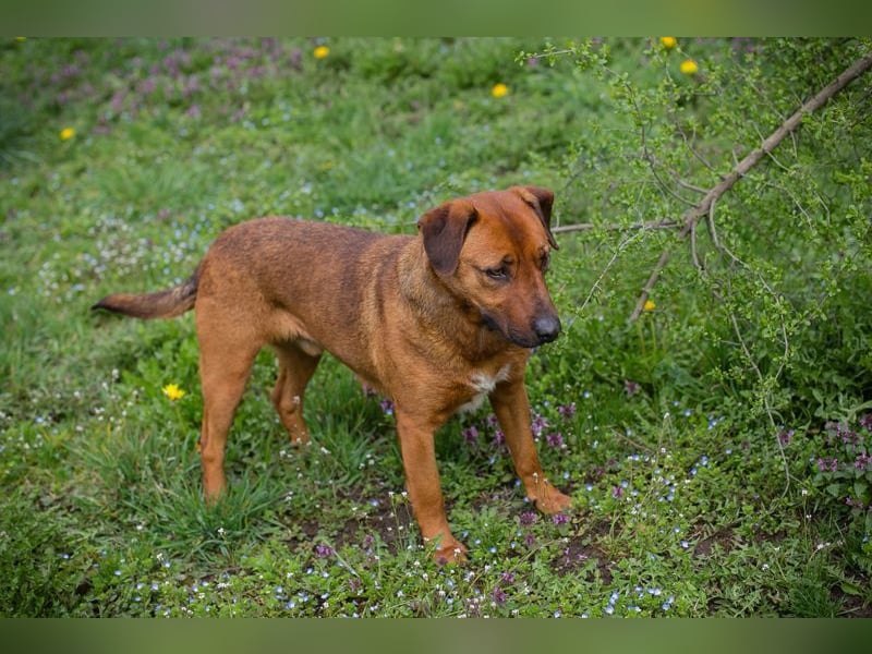 RUSTY - der aktive Rüde liebt die Nähe zu den Menschen und er freut sich, wenn er lernen darf