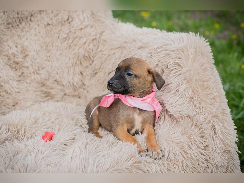 Welpe LONI - die kleine Maus bringt eine ganze Menge Leben und Frohsinn in ihr Zuhause!