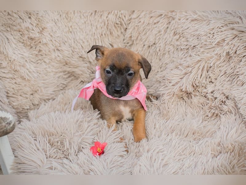 Welpe LONI - die kleine Maus bringt eine ganze Menge Leben und Frohsinn in ihr Zuhause!