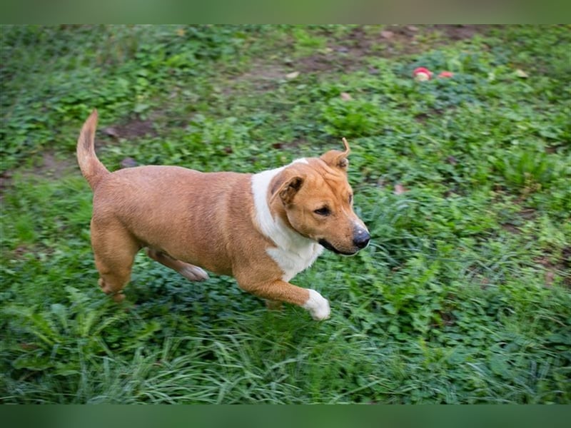 FIDUZ - der neugierige, fröhliche Rüde freut sich auf eine unternehmungslustige Familie