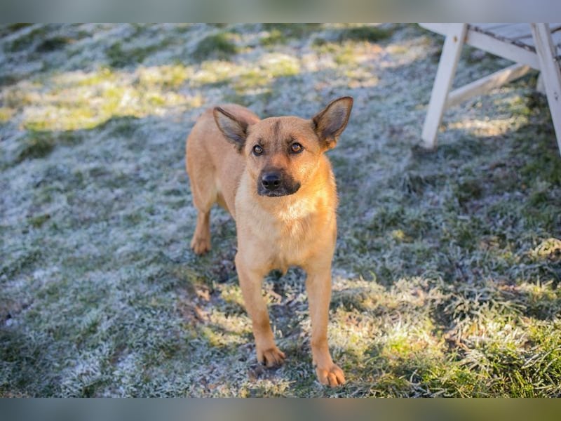 ROSALINA - die süße Hündin träumt von einem tollen Für-Immer Zuhause