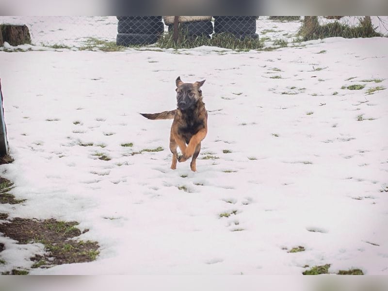 TASHA - die aufgeweckte, hübsche Maus freut sich auf ein tolles Leben mit ihren Menschen