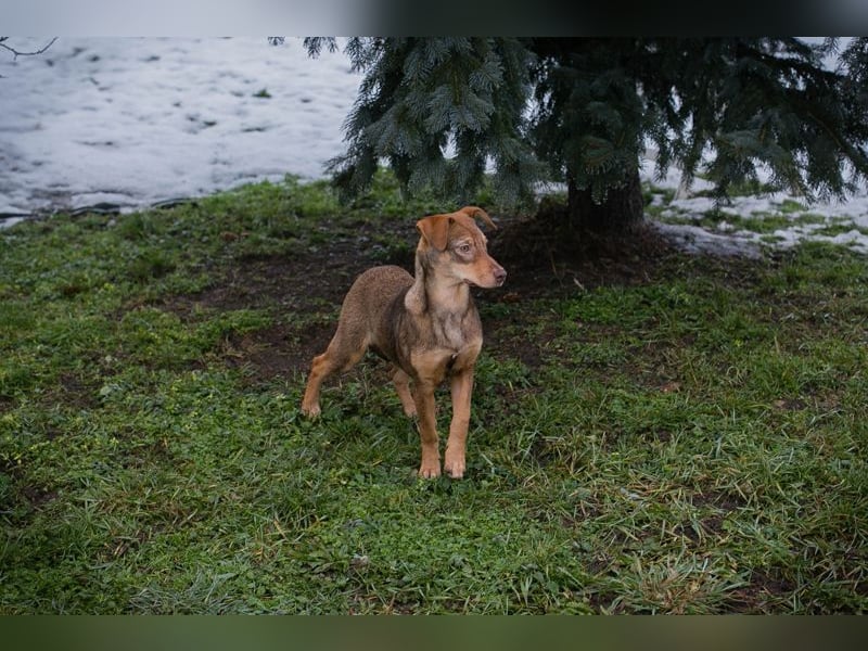 Welpe MERLE - wer verliebt sich in mich und schenkt mir ein tolles Zuhause?