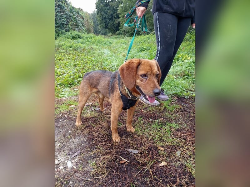 BAILEY - wer zeigt dem fröhlichen, dankbaren Rüden, wie schön ein Hundeleben sein kann?